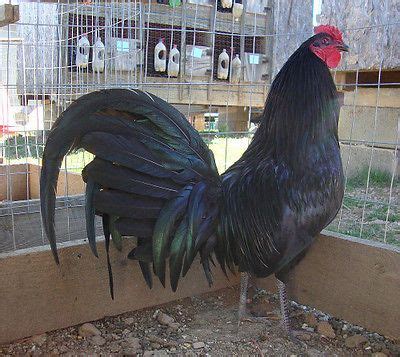 black roundhead gamefowl for sale.